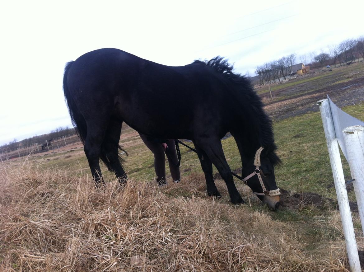 Anden særlig race Rubinja<3 billede 11