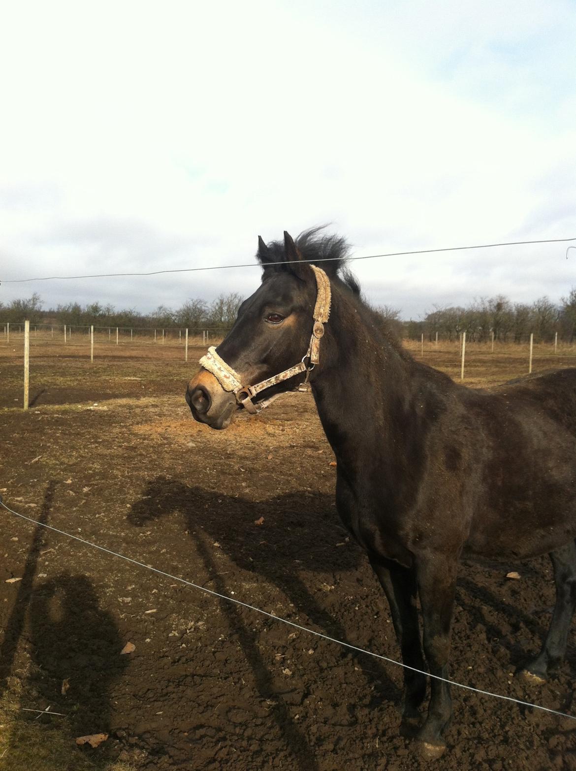 Anden særlig race Rubinja<3 billede 12