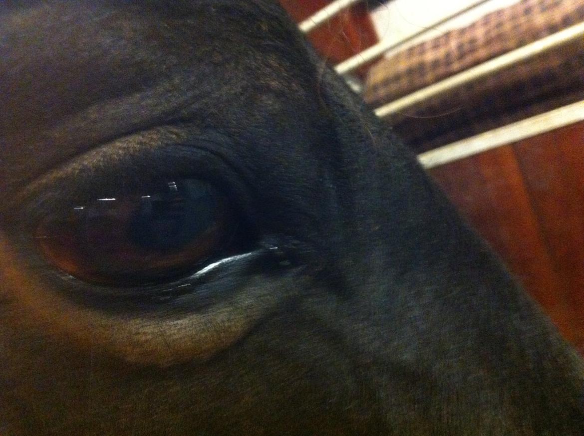 Anden særlig race Rubinja<3 billede 13