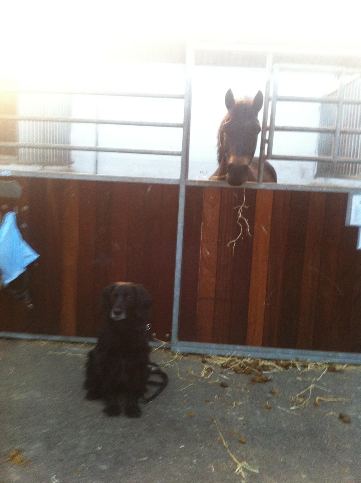 Anden særlig race Rubinja<3 billede 14