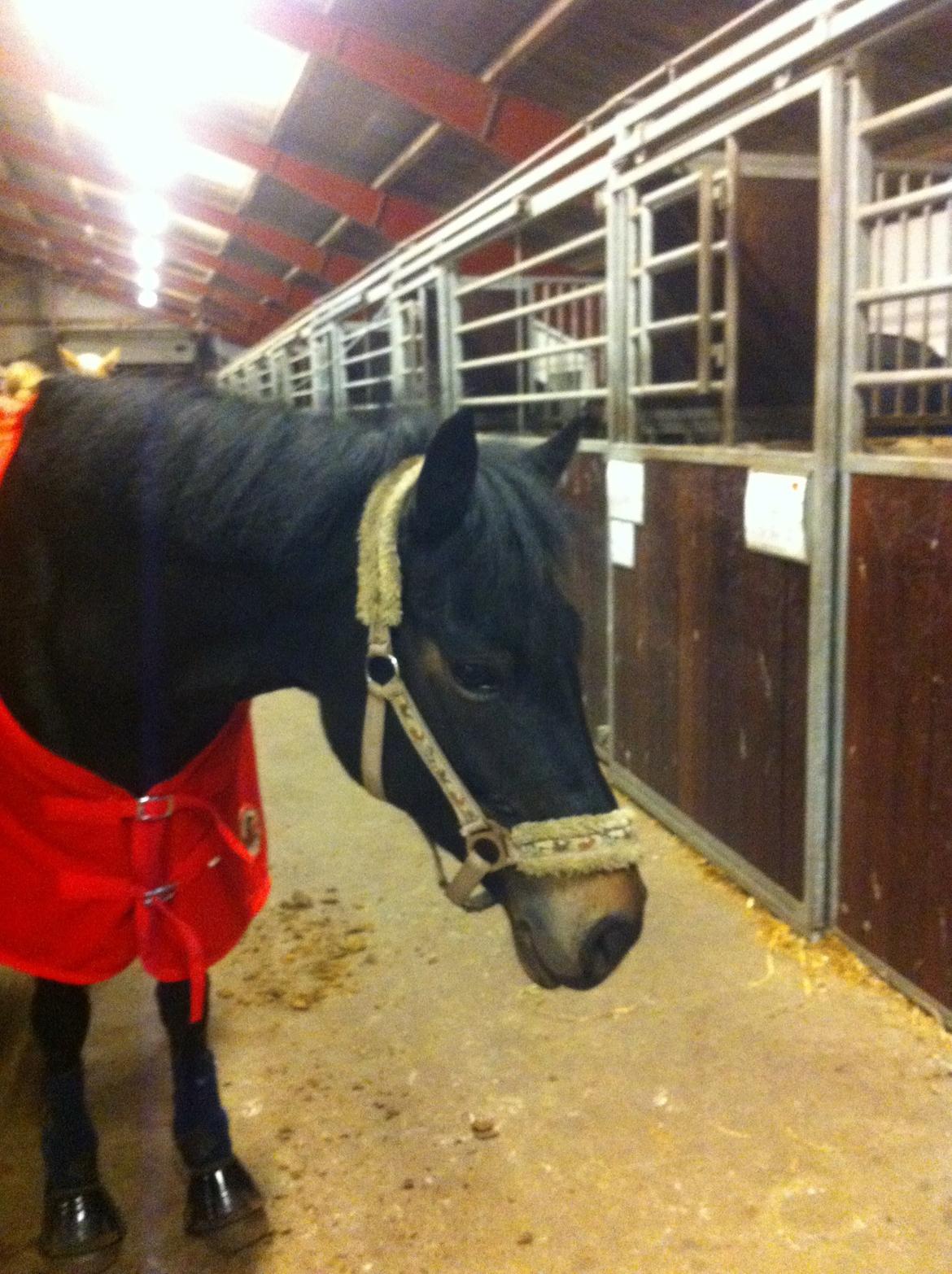 Anden særlig race Rubinja<3 billede 15