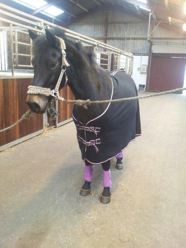 Anden særlig race Rubinja<3 billede 16