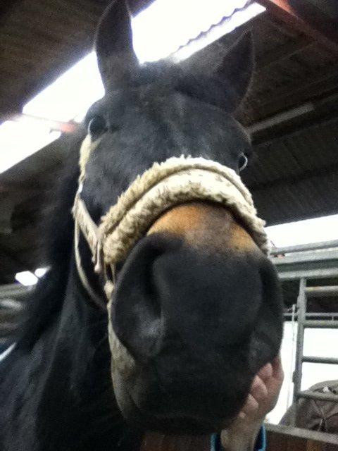 Anden særlig race Rubinja<3 billede 17