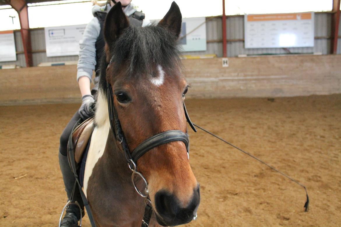 Anden særlig race Flicka [ELEVPONY] - 2013 billede 18