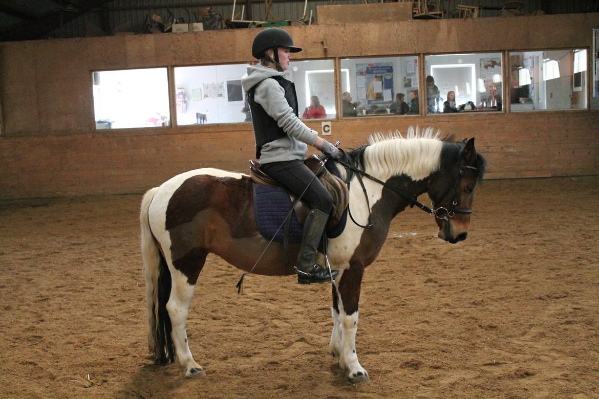 Anden særlig race Flicka [ELEVPONY] - Undervisning 09.04.13 billede 9