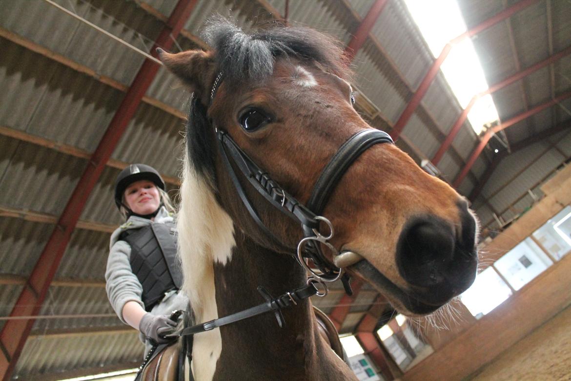 Anden særlig race Flicka [ELEVPONY] - 2013 billede 19