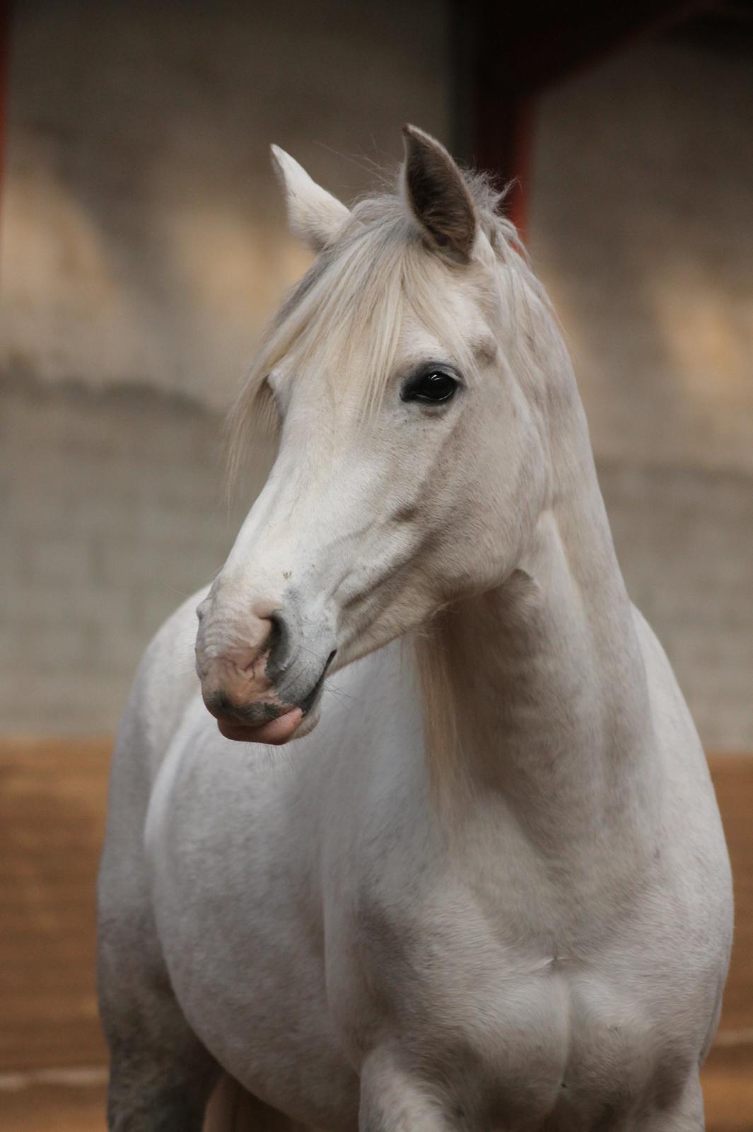 Anden særlig race Cindy - Bette model dér! billede 8