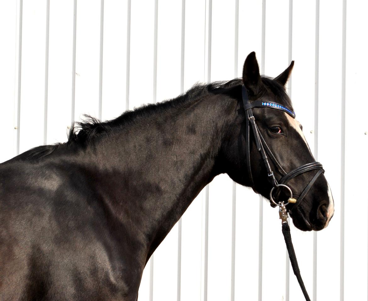 Anden særlig race Beauty "BÆSTET"  <3 billede 2