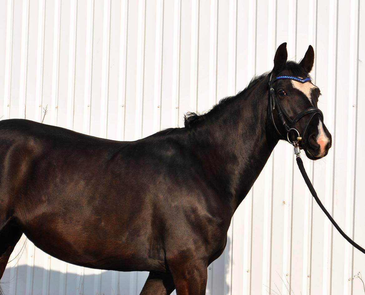 Anden særlig race Beauty "BÆSTET"  <3 billede 4