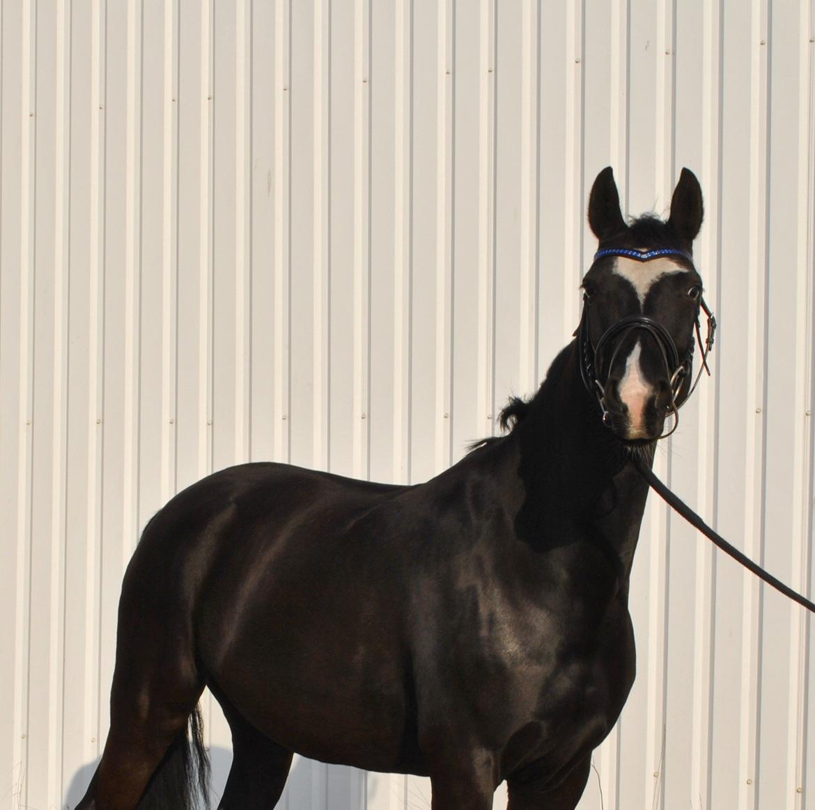 Anden særlig race Beauty "BÆSTET"  <3 billede 3