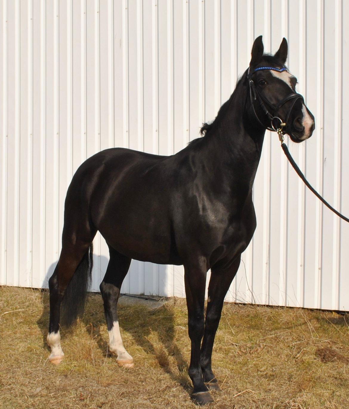 Anden særlig race Beauty "BÆSTET"  <3 billede 6