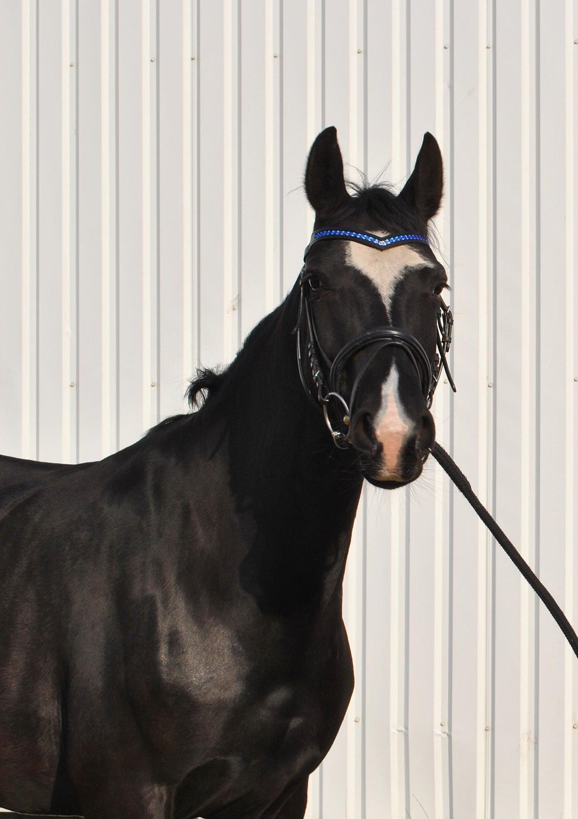 Anden særlig race Beauty "BÆSTET"  <3 billede 5