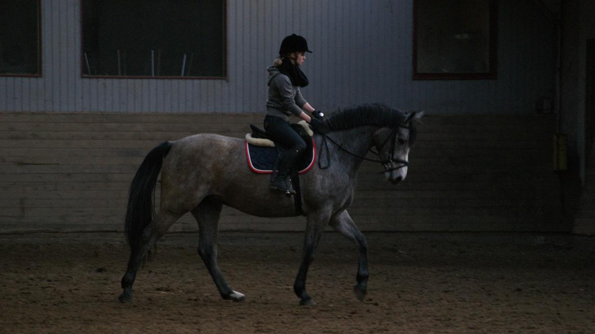 Dansk Varmblod Herslev Mark's Chelina - 5. gang med rytter! :D Foto: Alexandra Christensen billede 3