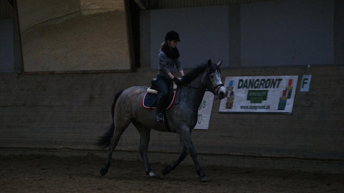 Dansk Varmblod Herslev Mark's Chelina - Foto: Alexandra Christensen billede 4