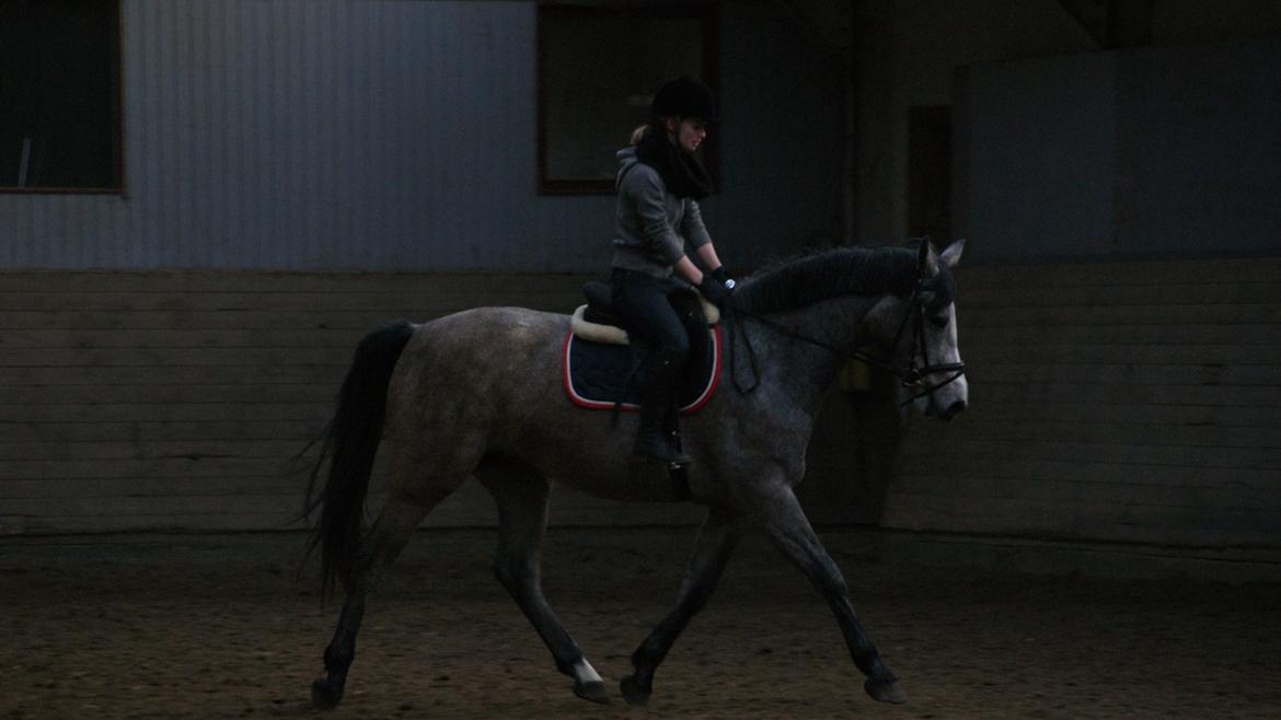 Dansk Varmblod Herslev Mark's Chelina - Vi skal nok nå langt sammen :) Foto: Alexandra Christensen billede 5