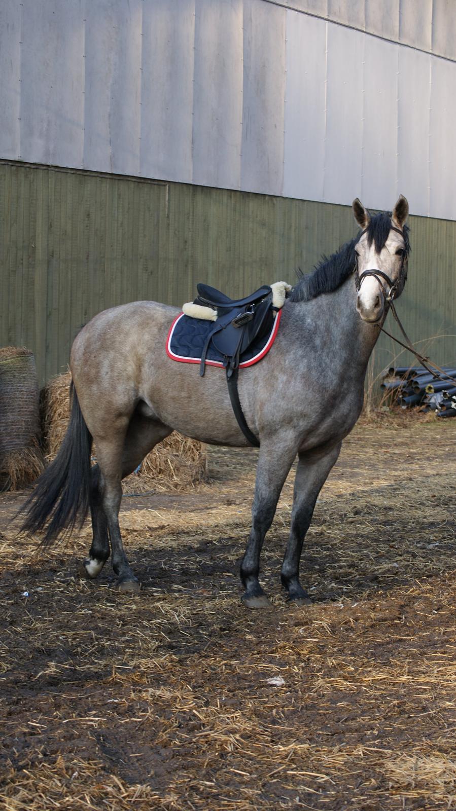 Dansk Varmblod Herslev Mark's Chelina - Min tykke flodhest ;) <3 Foto: Alexandra Christensen billede 6