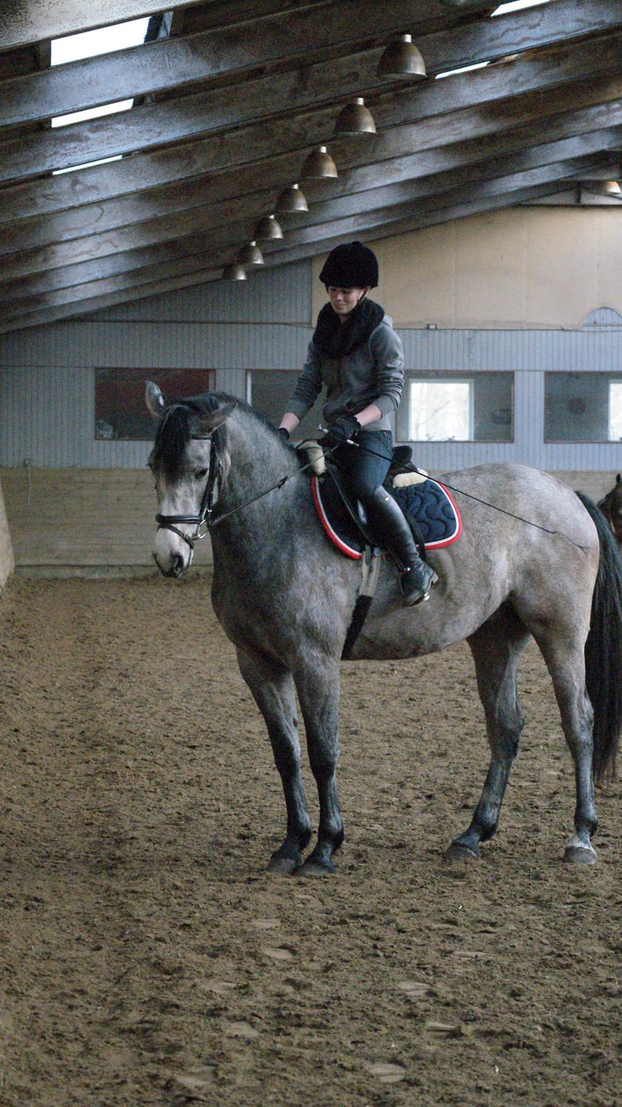 Dansk Varmblod Herslev Mark's Chelina - læg mærke til den fine delle bag min fod. Lille og rund det er hun vidst endnu :P Foto: Alexandra Christensen billede 7