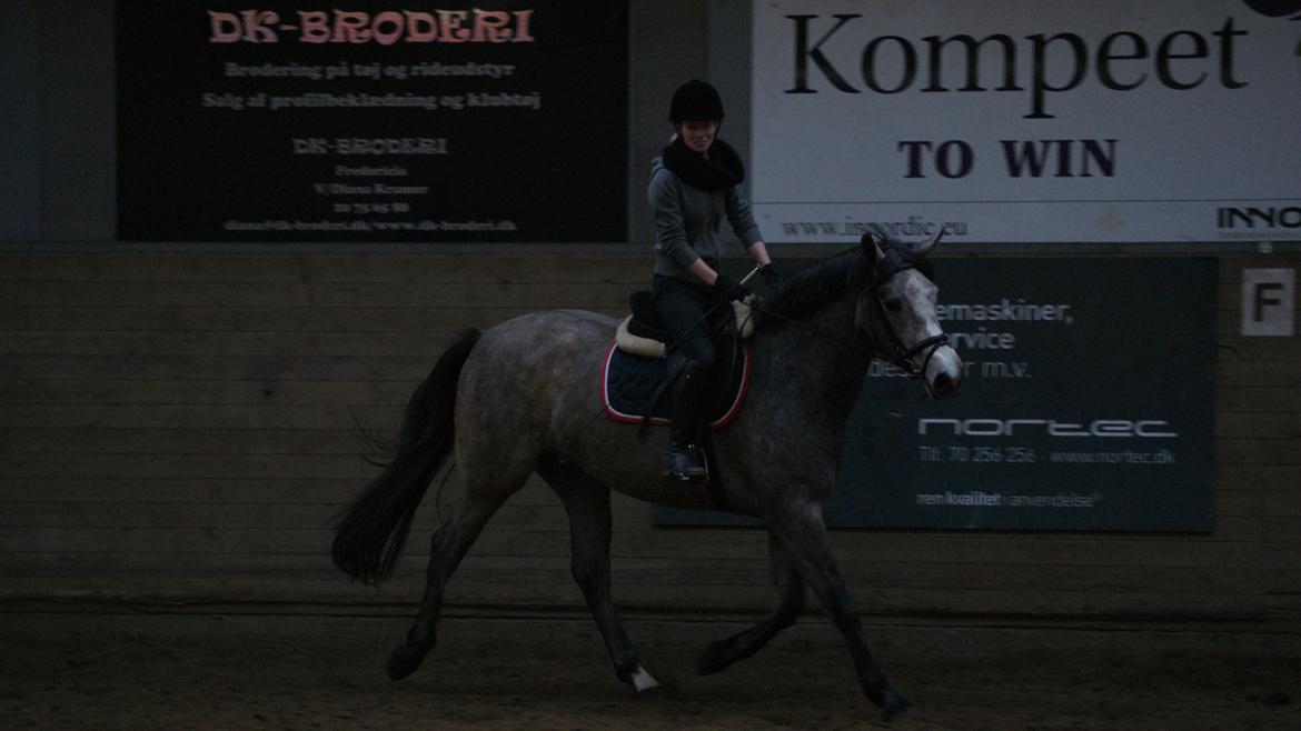 Dansk Varmblod Herslev Mark's Chelina - Foto: Alexandra Christensen billede 16