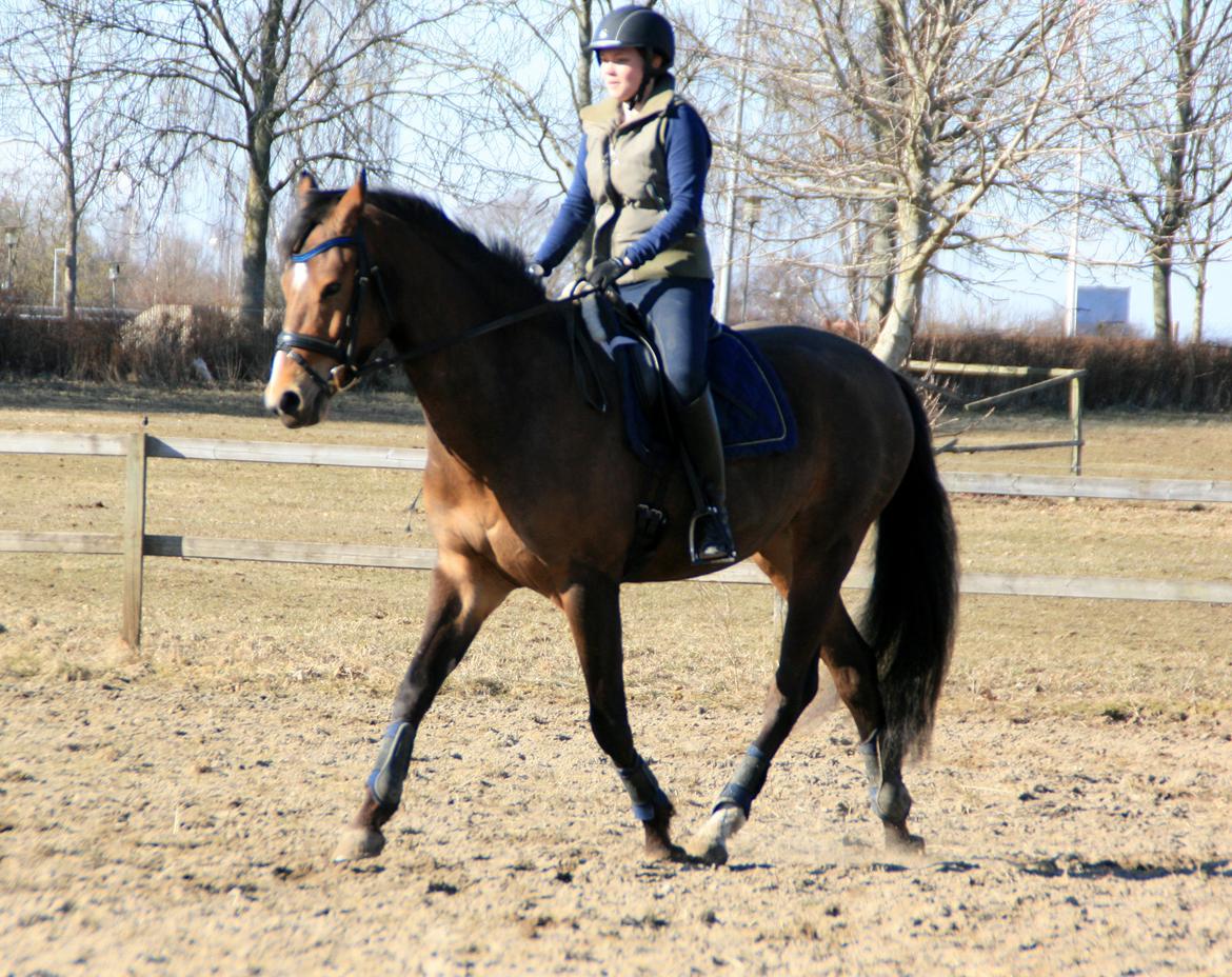 Dansk Varmblod Stenhedegårds Dorién - April 2013 billede 17