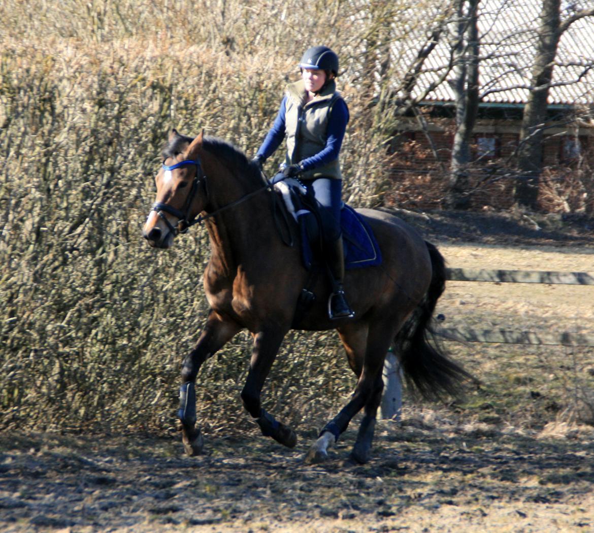Dansk Varmblod Stenhedegårds Dorién - April 2013 billede 6