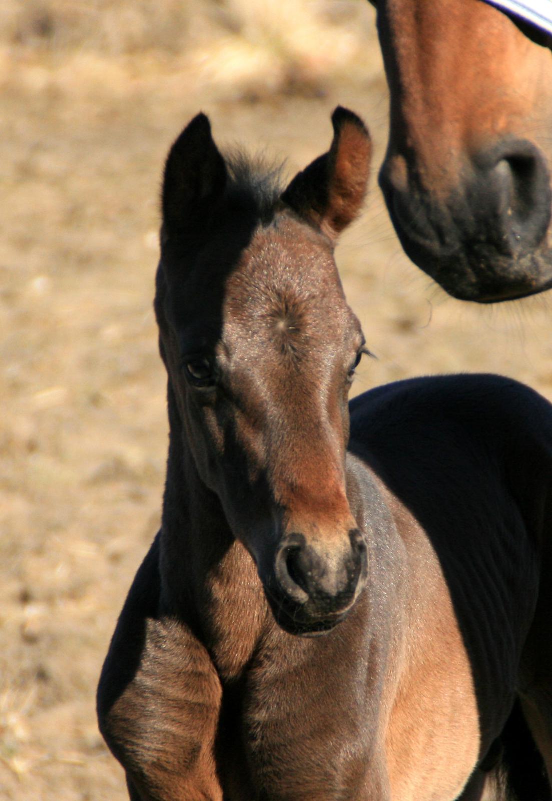 Dansk Varmblod Rosenheim billede 19