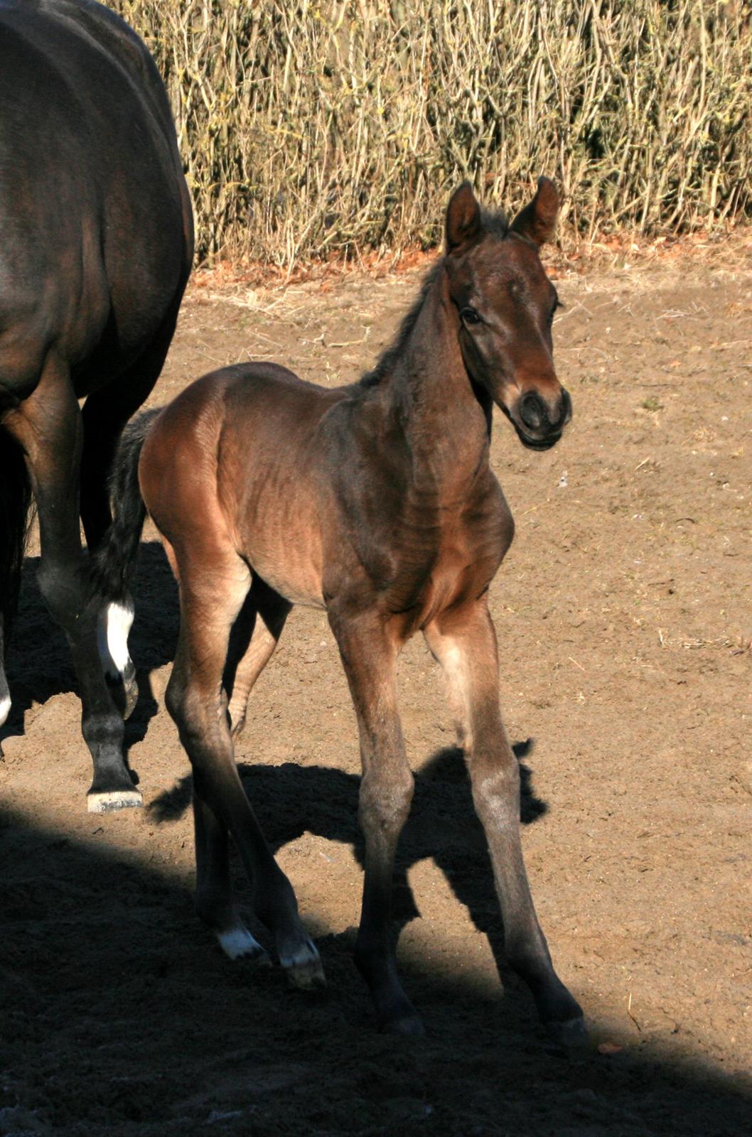 Dansk Varmblod Rosenheim billede 11