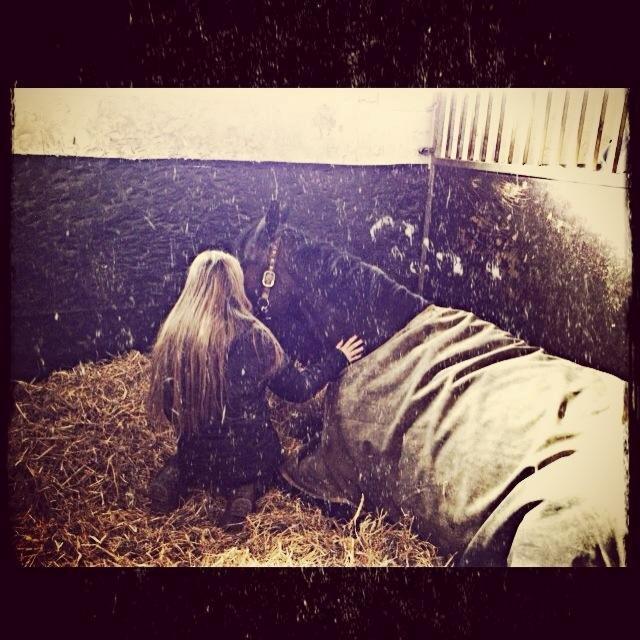 Dansk Varmblod Hanky Panky Firfod billede 24