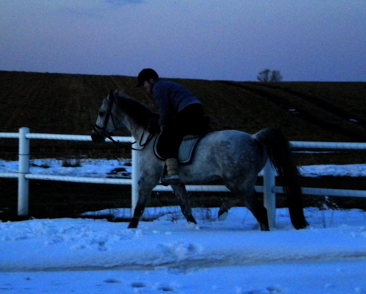 Arabisk fuldblod (OX) CA Kemt ox - Kemt og jeg, en aften på ''sne banen'' <3<3 ^^ billede 14