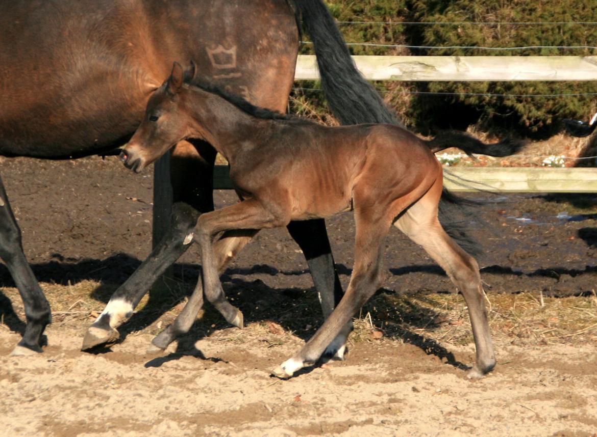 Dansk Varmblod Rosenheim billede 15