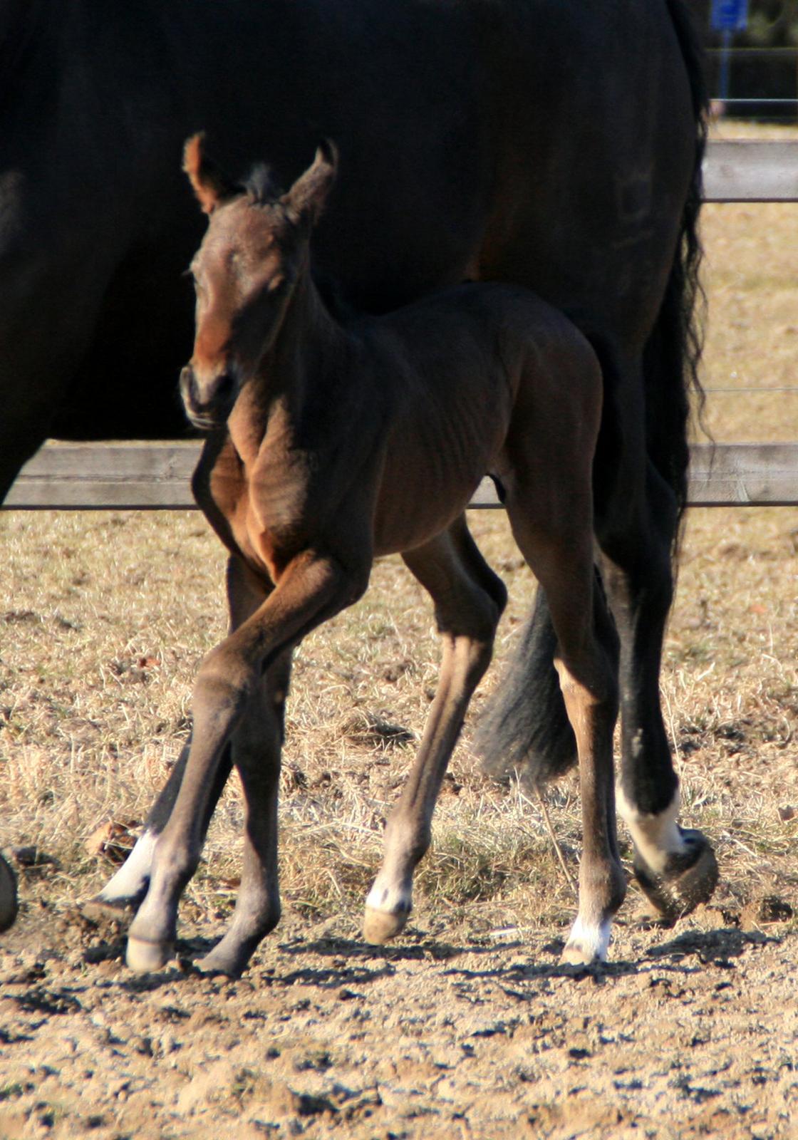 Dansk Varmblod Rosenheim billede 12