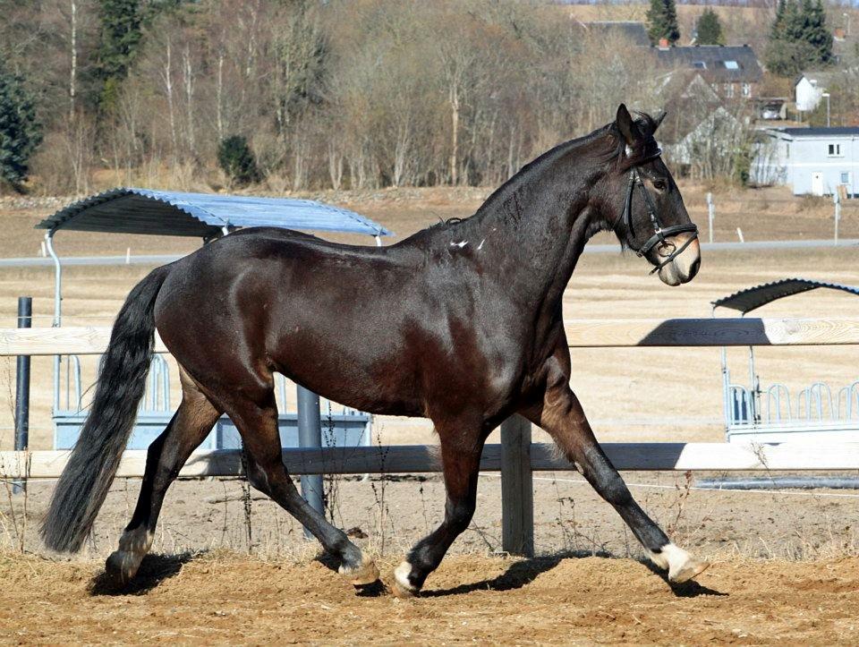 Barockpinto Diablo billede 3