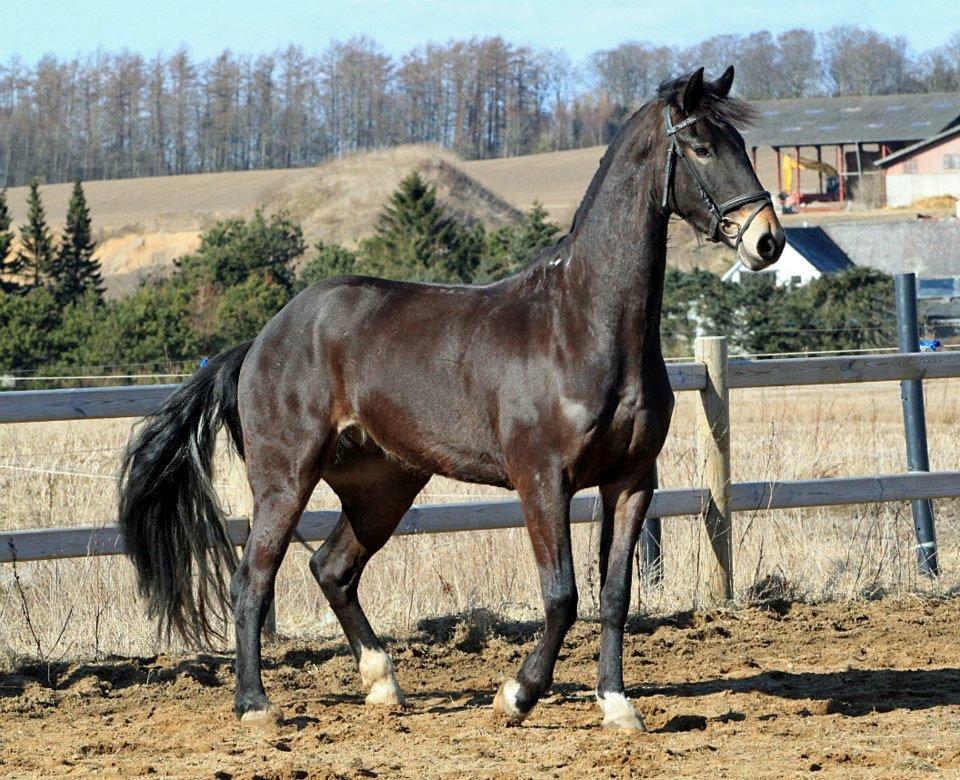 Barockpinto Diablo billede 5