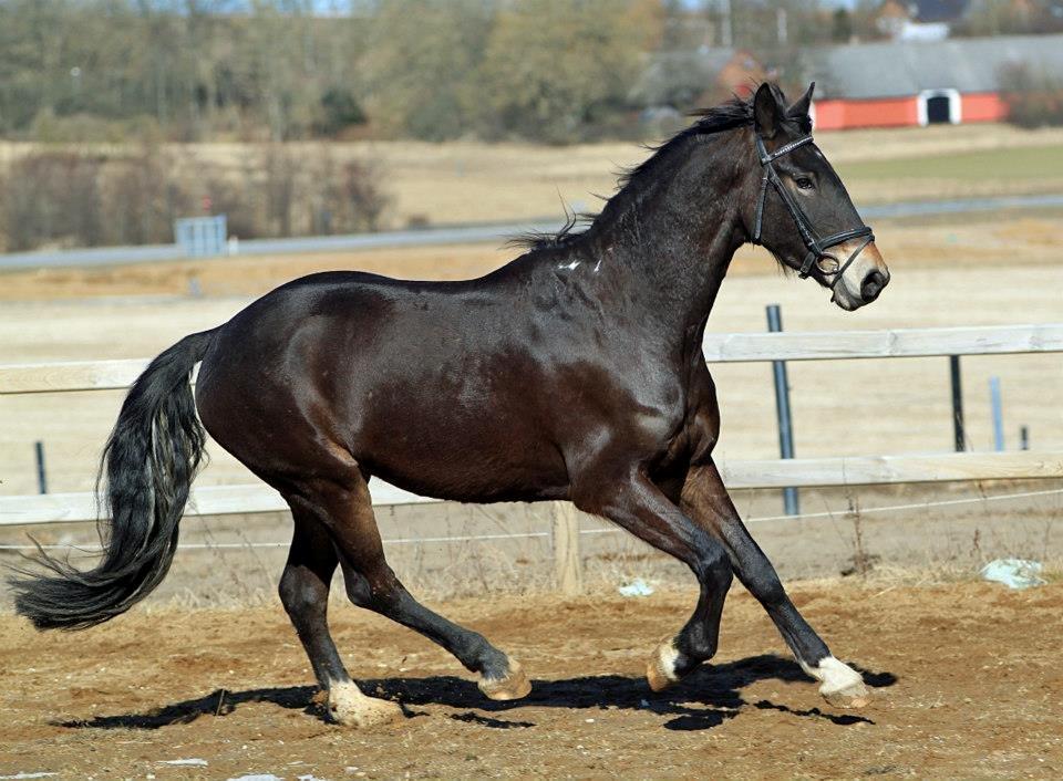 Barockpinto Diablo billede 4