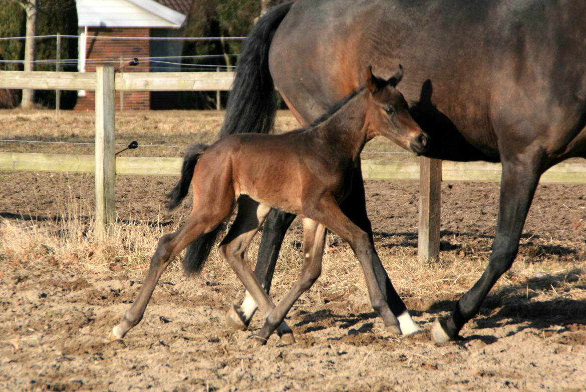 Dansk Varmblod Rosenheim billede 9