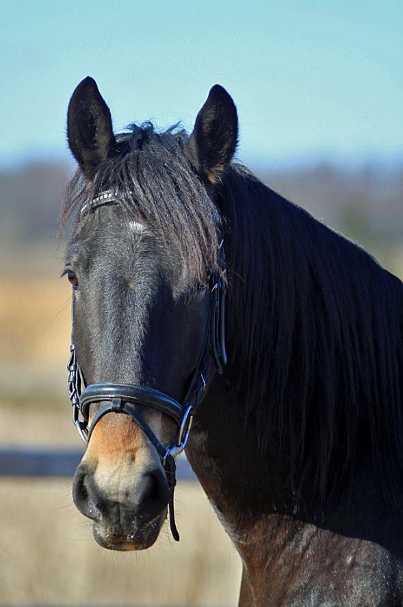 Barockpinto Diablo billede 2