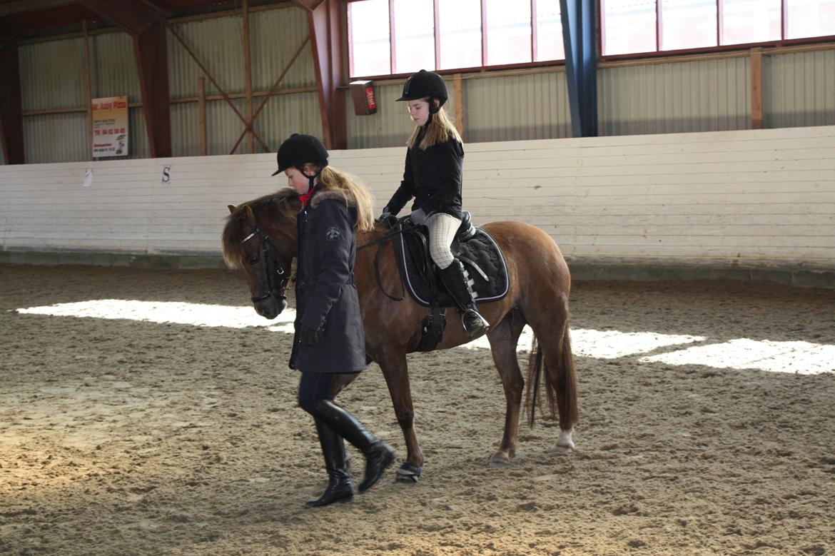 Welsh Pony (sec B) Stoak Laura (Stoakie) - Første dag hos os sammen med Emma billede 5