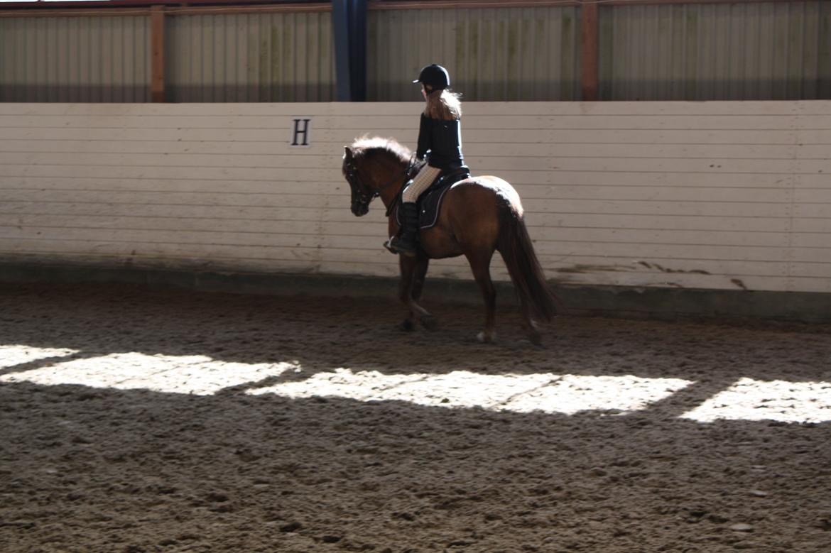 Welsh Pony (sec B) Stoak Laura (Stoakie) - I ridehuset billede 6