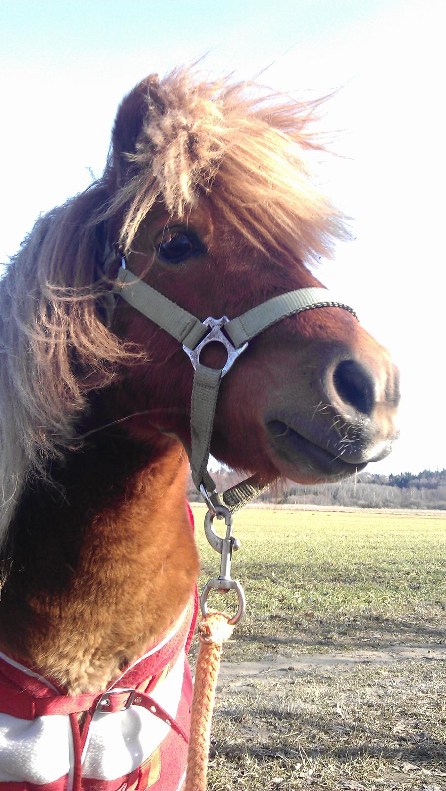 Shetlænder Samson - Hold da op en rigtig lækker pony!! <3 billede 15