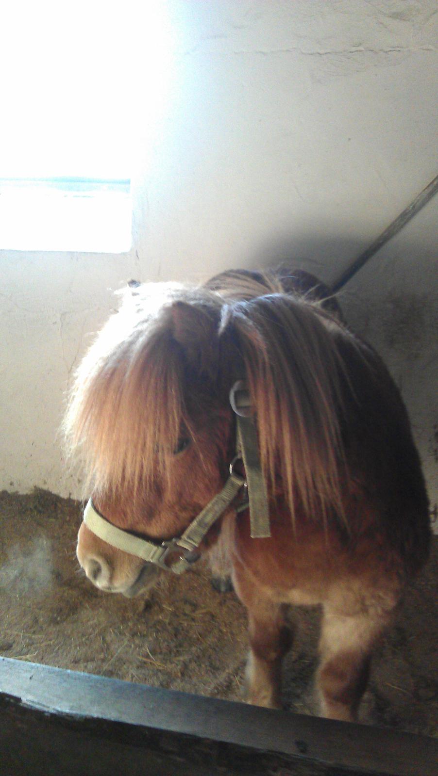 Shetlænder Samson - Samson i sin boks <3 billede 14