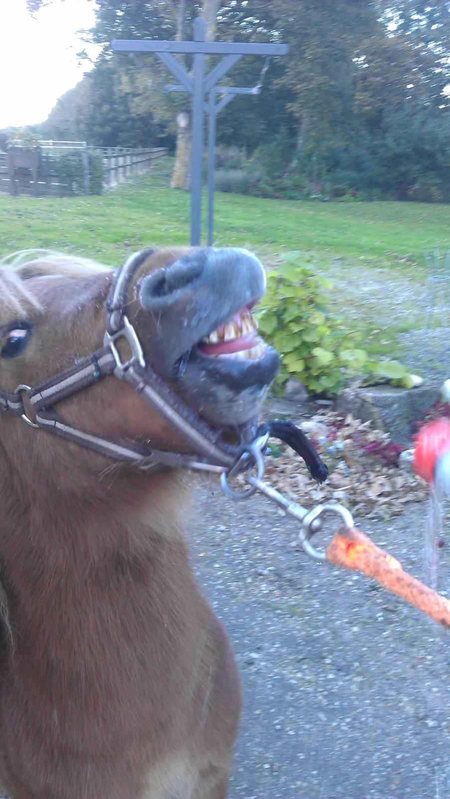 Shetlænder Samson - Samson, når han er meget fjollet xD <3 billede 13