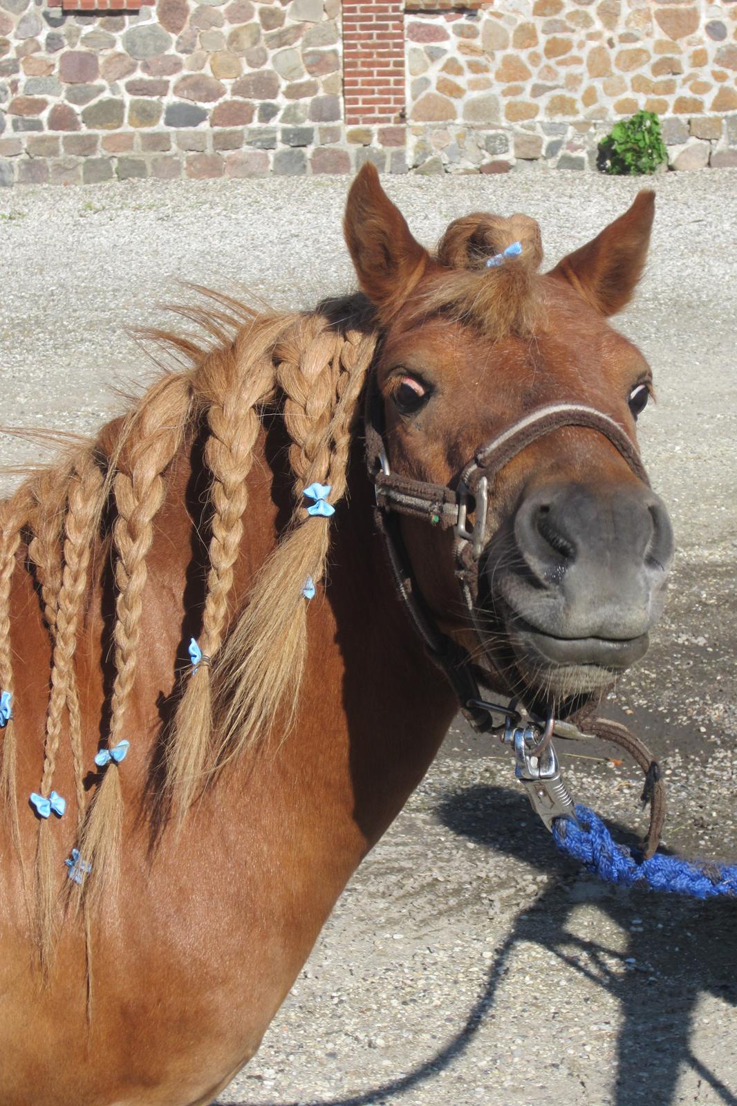 Shetlænder Samson - Samson med fletninger <3 billede 3