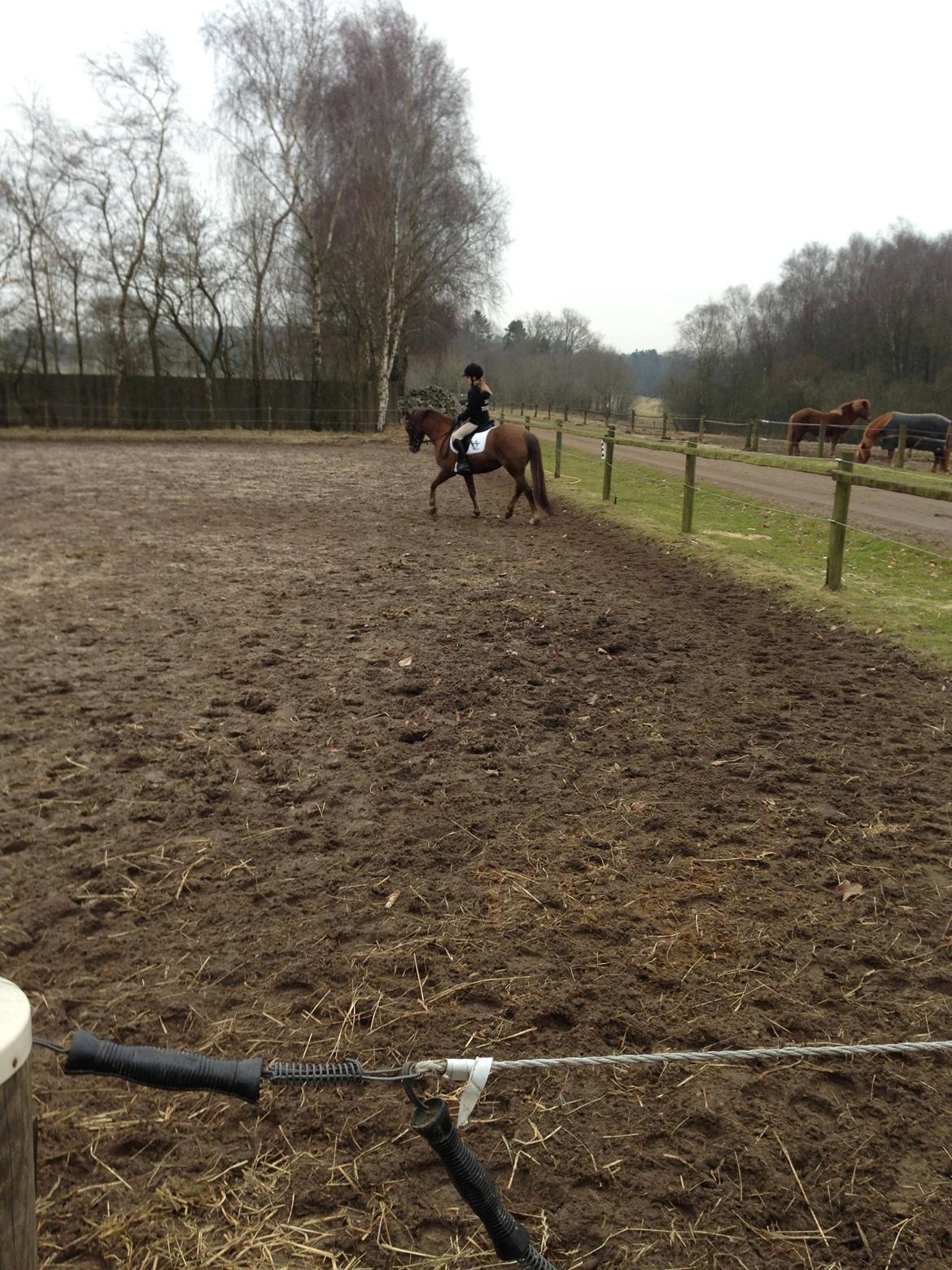 Welsh Pony (sec B) Stoak Laura (Stoakie) - Hos Emma billede 3