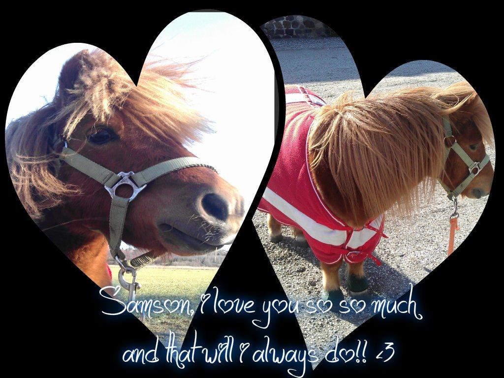 Shetlænder Samson - Et billede jeg har lavet til min dejlige dreng Samson!! <3 billede 16