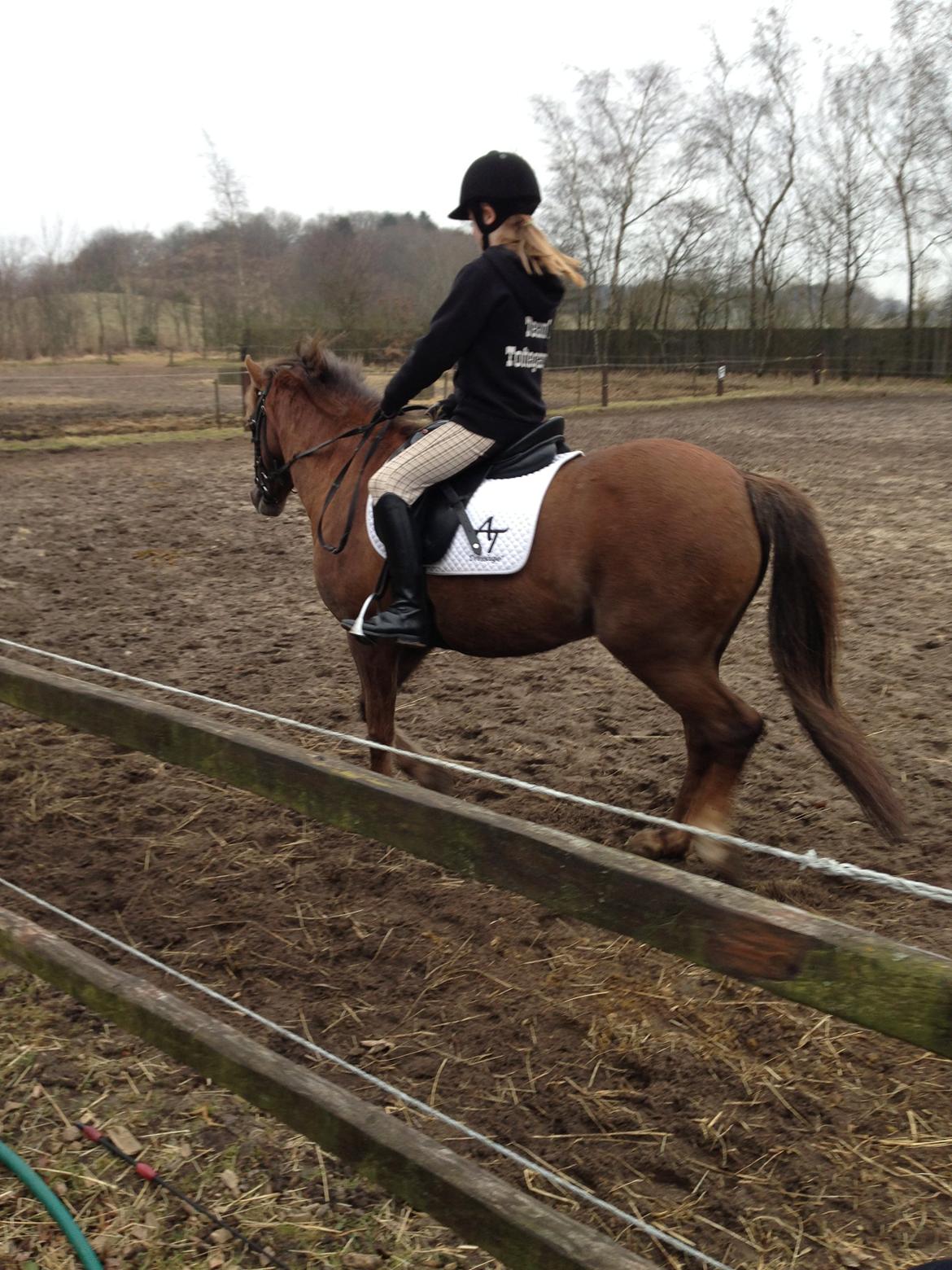 Welsh Pony (sec B) Stoak Laura (Stoakie) - 1. ridetur billede 2