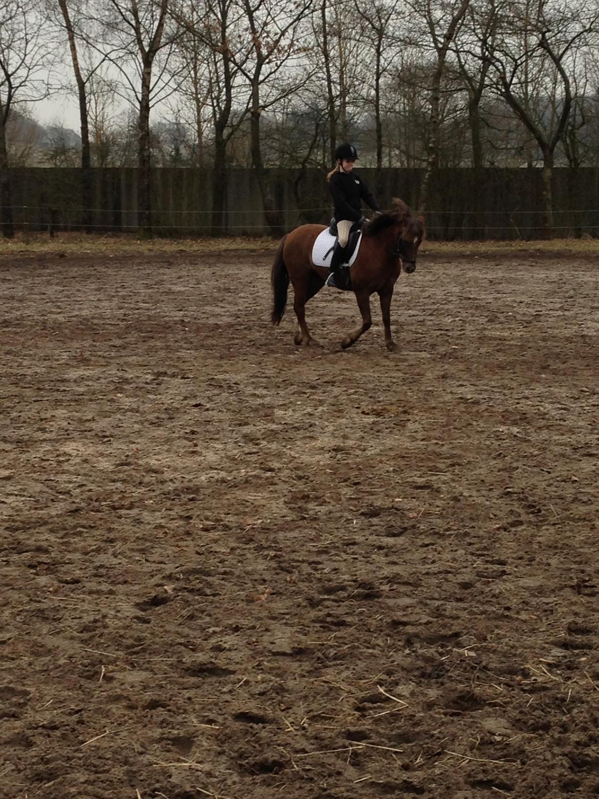 Welsh Pony (sec B) Stoak Laura (Stoakie) - Hos Emma billede 4