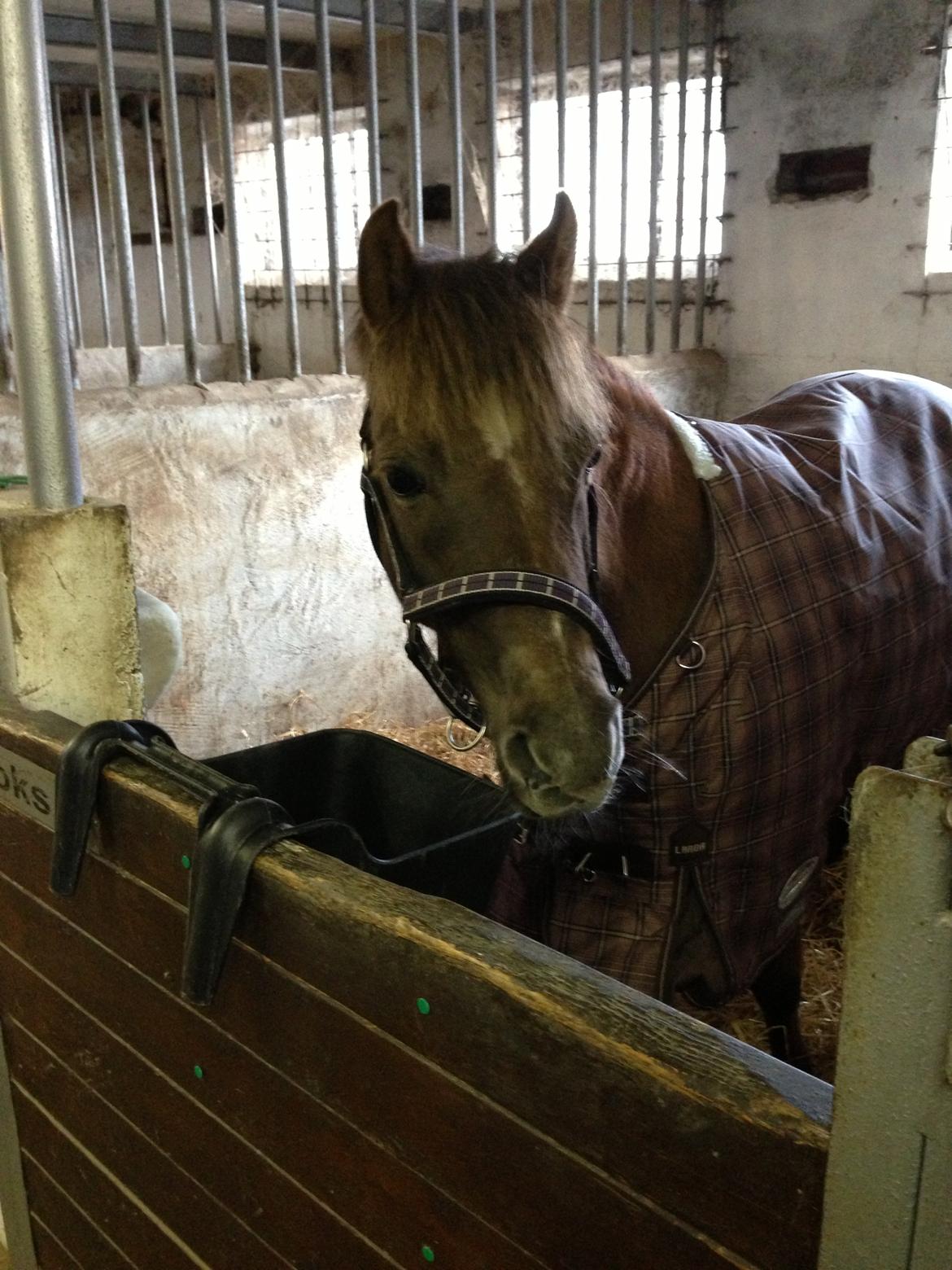 Welsh Pony (sec B) Stoak Laura (Stoakie) - Boksbillede billede 7