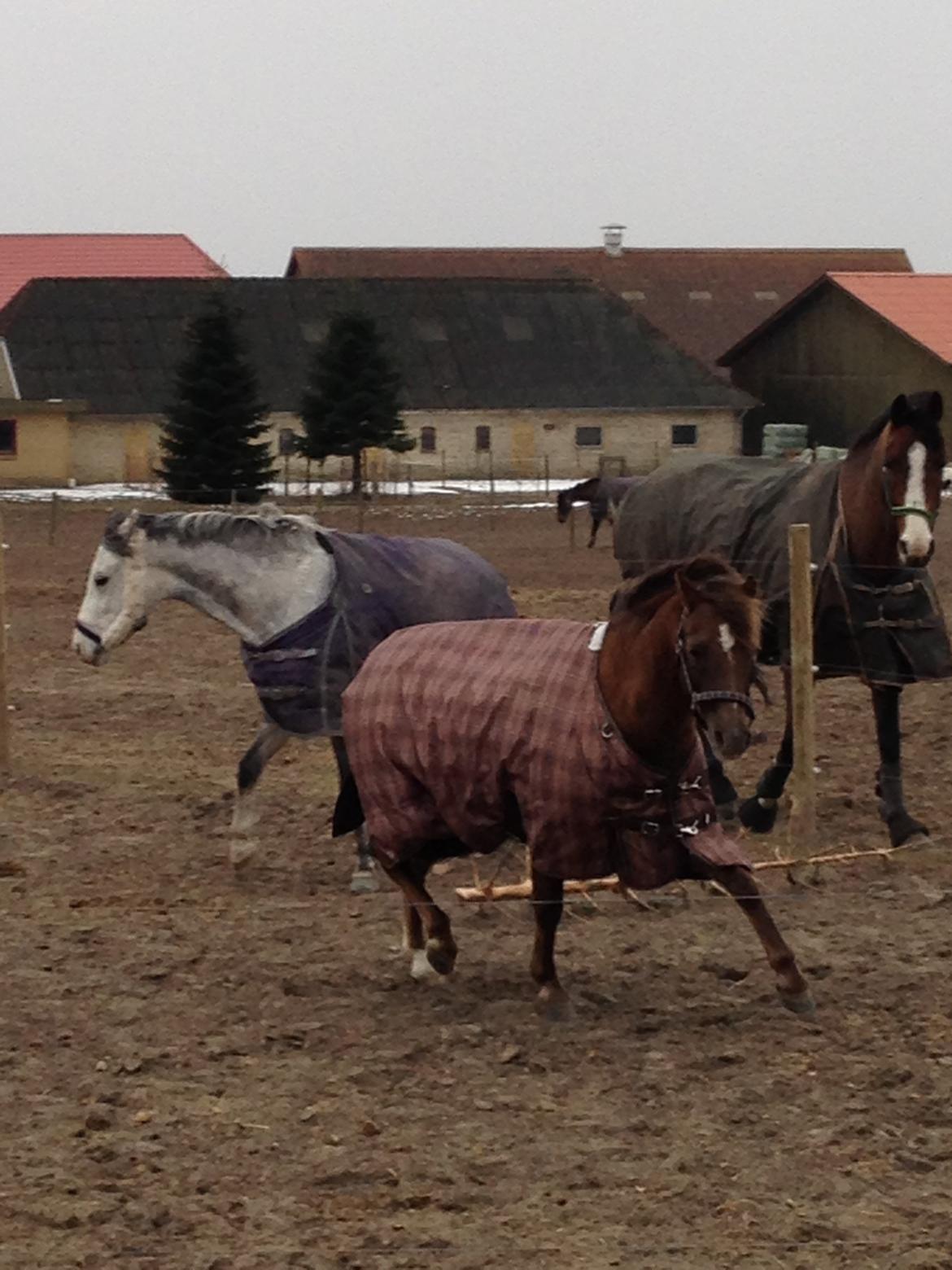 Welsh Pony (sec B) Stoak Laura (Stoakie) - 1.dag på fold billede 8