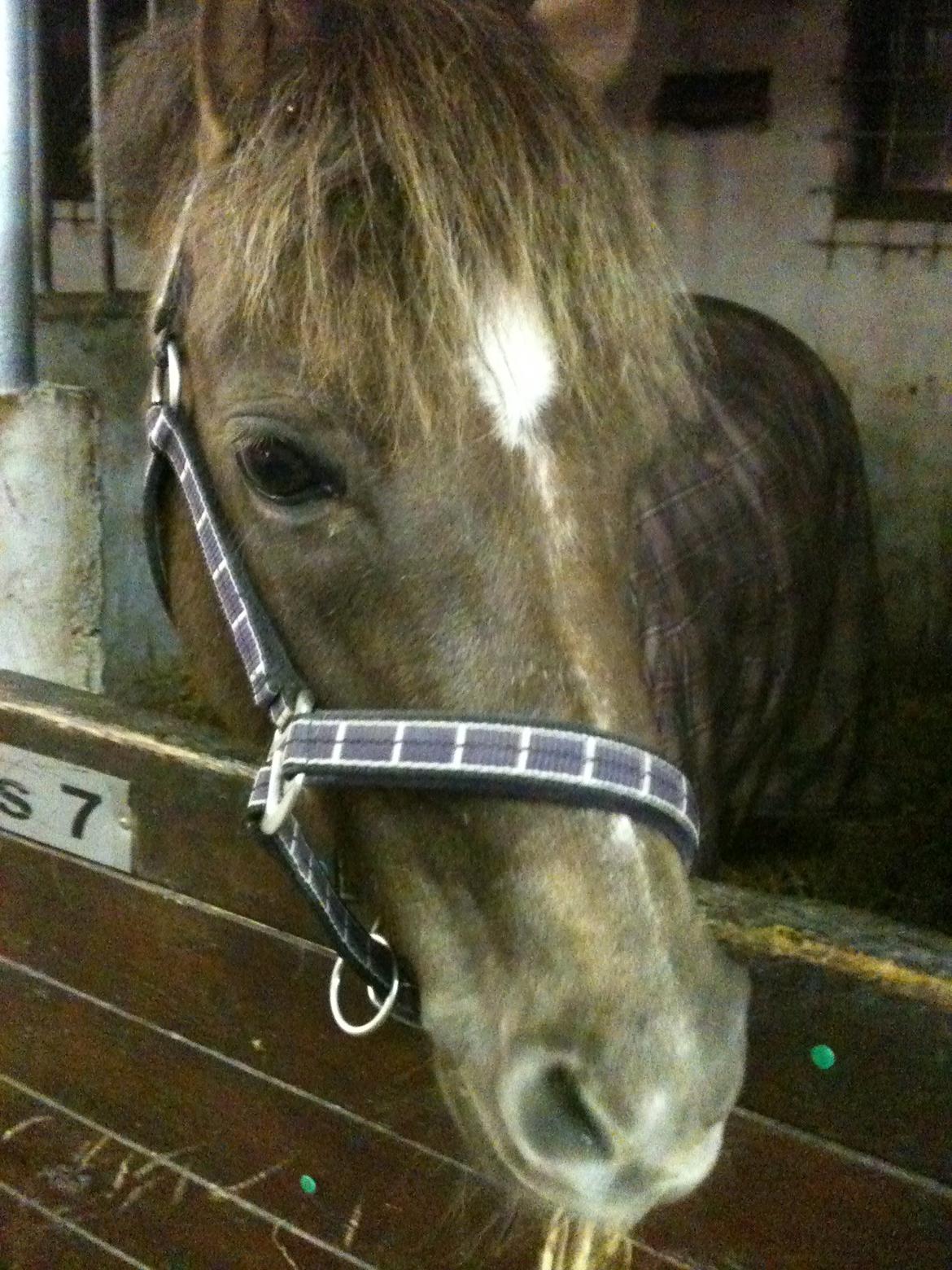 Welsh Pony (sec B) Stoak Laura (Stoakie) - Smukke billede 9