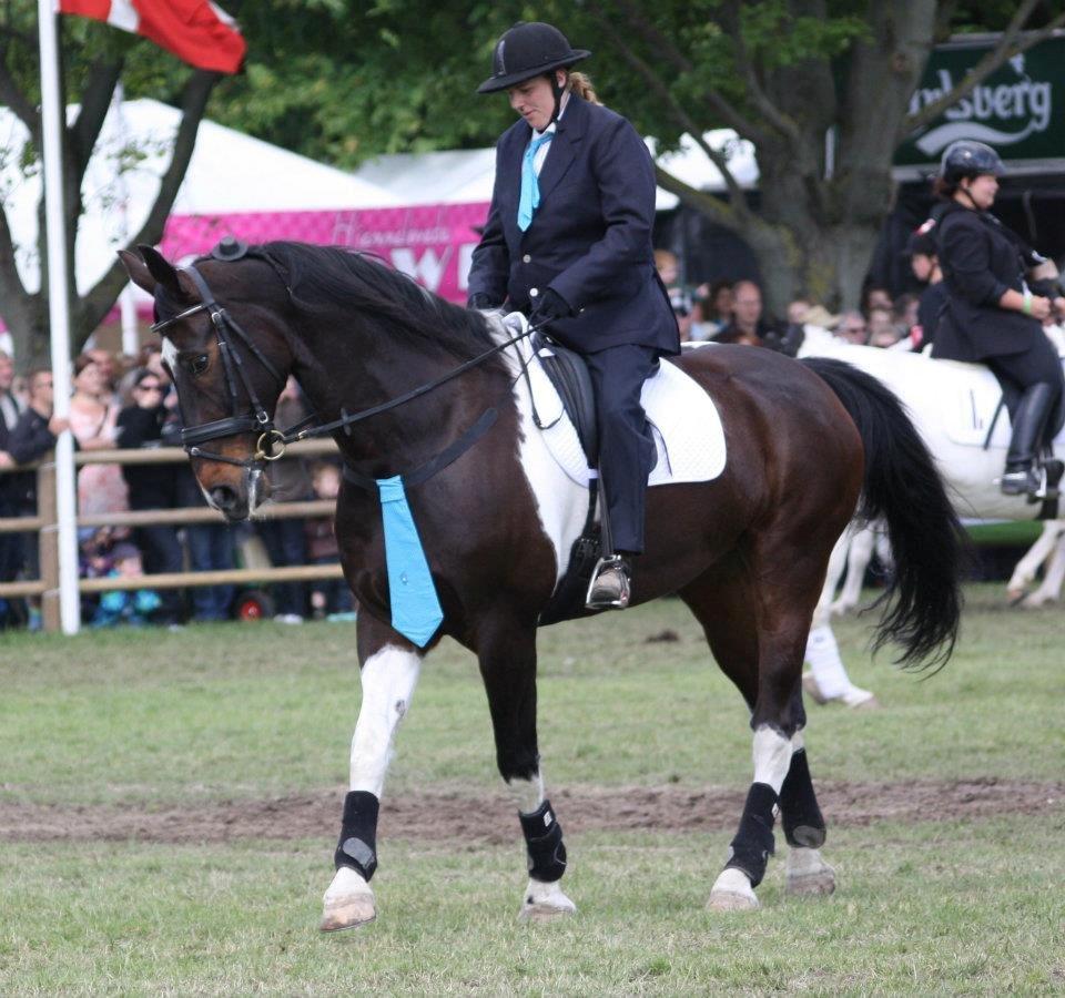 Pinto Woody - Store hesteshow - roskilde dyrskue 2012 billede 7