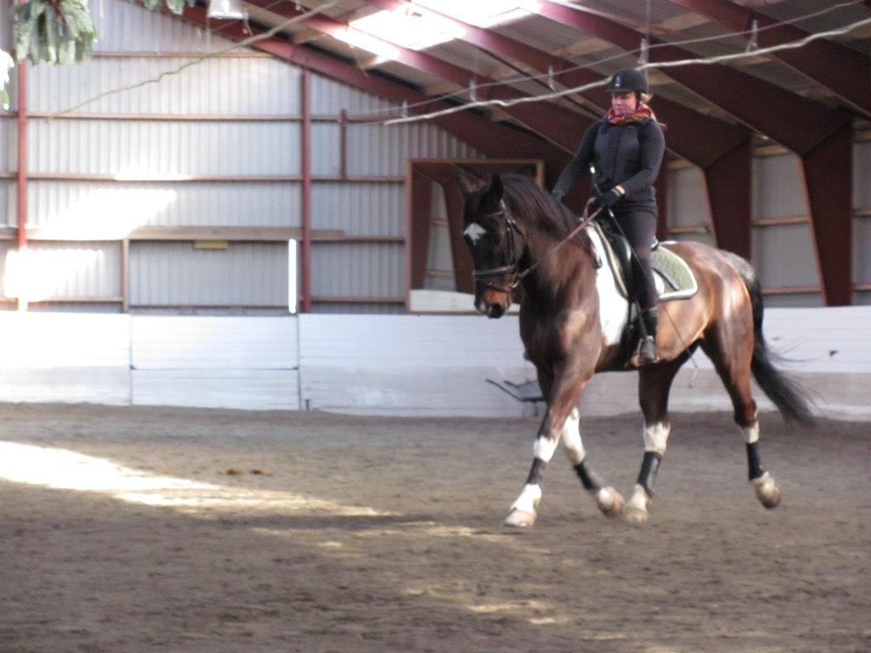 Pinto Woody - Daglig træning forår 2013 billede 14